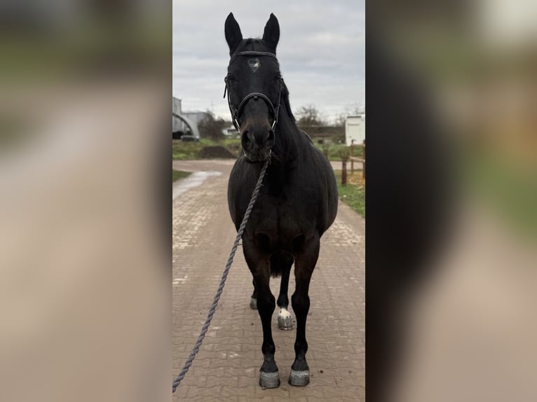 Hannoveriano Caballo castrado 19 años 165 cm Castaño oscuro in Bad Kreuznach