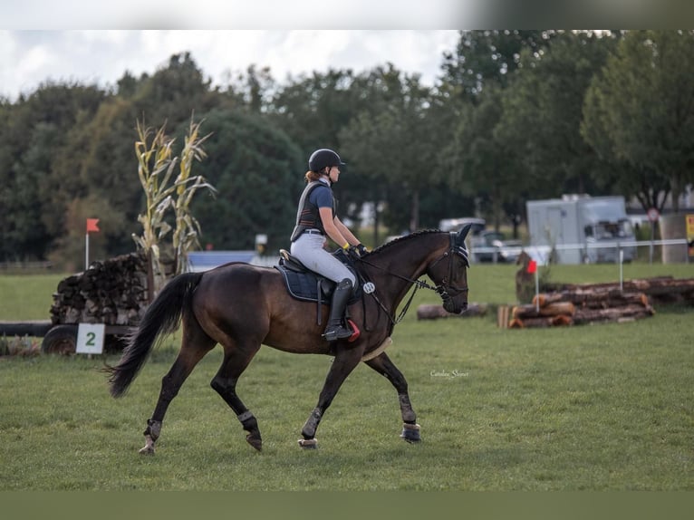 Hannoveriano Caballo castrado 19 años 165 cm Castaño oscuro in Bad Kreuznach