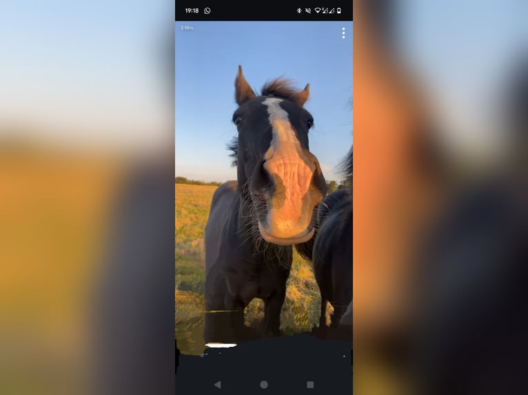 Hannoveriano Caballo castrado 19 años 165 cm Morcillo in Contern