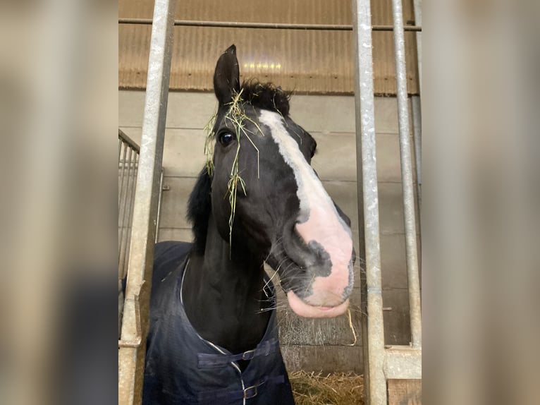 Hannoveriano Caballo castrado 19 años 165 cm Morcillo in Contern