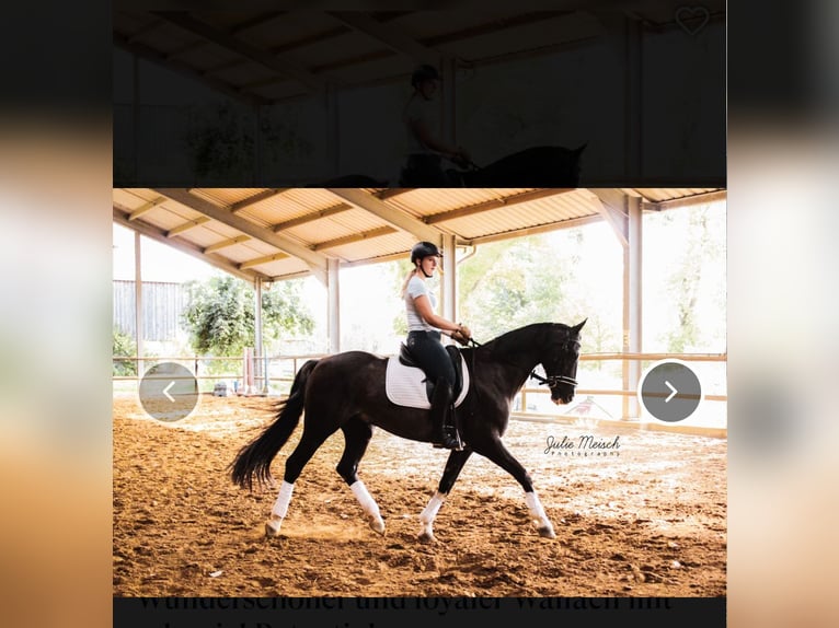Hannoveriano Caballo castrado 19 años 165 cm Morcillo in Contern