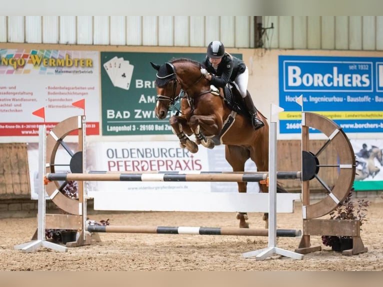 Hannoveriano Caballo castrado 19 años 166 cm Alazán in Nordenham