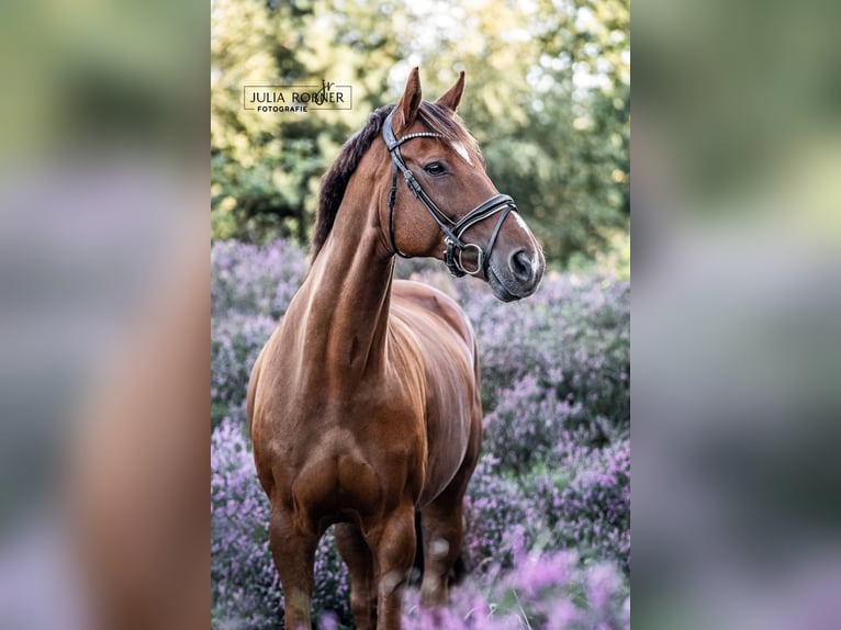 Hannoveriano Caballo castrado 19 años 166 cm Alazán in Nordenham