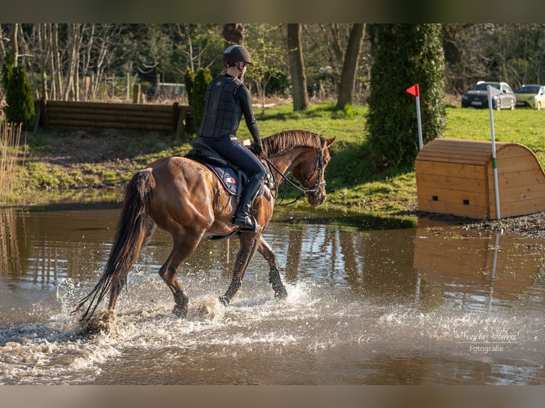 Hannoveriano Caballo castrado 19 años 166 cm Alazán in Nordenham