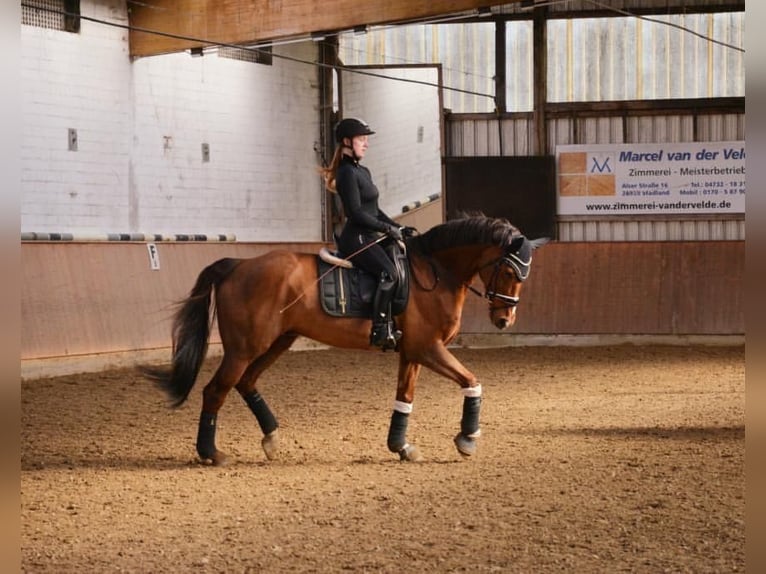 Hannoveriano Caballo castrado 19 años 166 cm Alazán in Nordenham