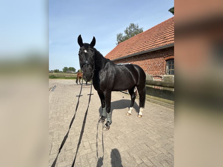 Hannoveriano Caballo castrado 19 años 174 cm Negro in Stuhr