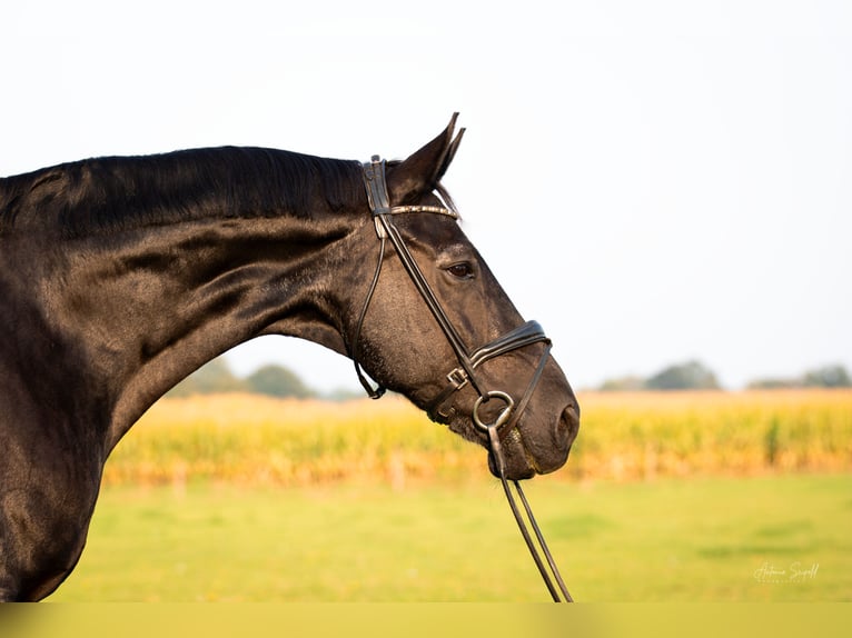 Hannoveriano Caballo castrado 19 años 174 cm Negro in Stuhr