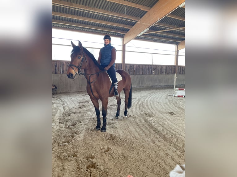 Hannoveriano Caballo castrado 19 años 178 cm Castaño in Bad Endbach