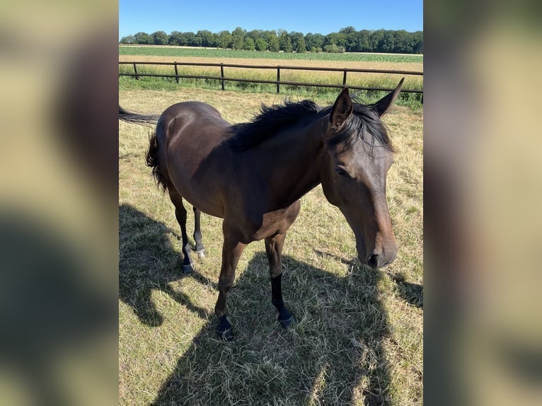 Hannoveriano Caballo castrado 1 año 145 cm Castaño oscuro in Sickte