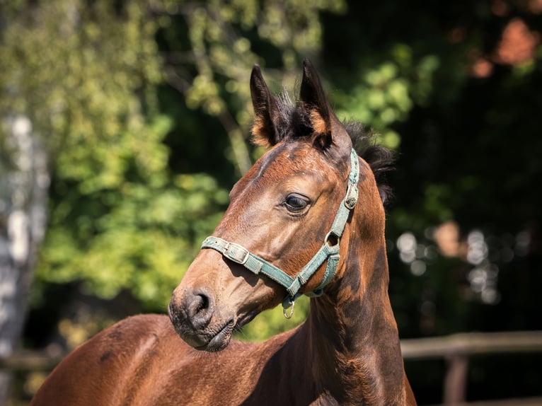 Hannoveriano Caballo castrado 1 año 145 cm Castaño oscuro in Sickte