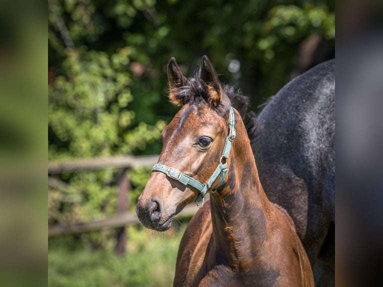 Hannoveriano Caballo castrado 1 año 145 cm Castaño oscuro in Sickte