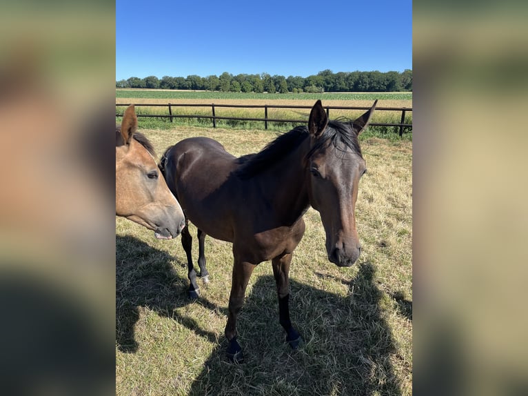 Hannoveriano Caballo castrado 1 año 145 cm Castaño oscuro in Sickte