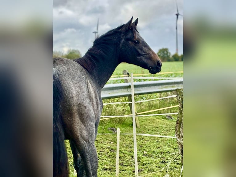 Hannoveriano Caballo castrado 1 año 150 cm Musgo in Hagen im Bremischen