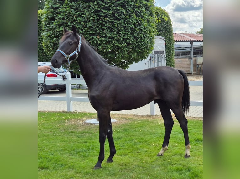 Hannoveriano Caballo castrado 1 año 168 cm Negro in Drentwede