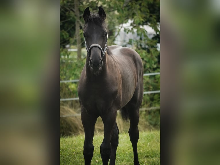 Hannoveriano Caballo castrado 1 año 168 cm Negro in Nettersheim