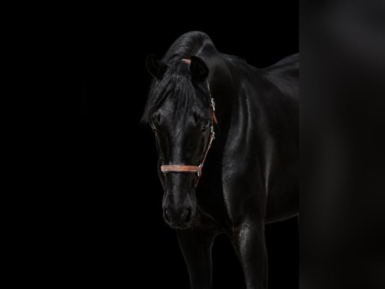 Hannoveriano Caballo castrado 1 año 170 cm Negro in Nettersheim