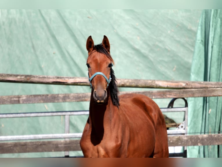 Hannoveriano Caballo castrado 1 año 172 cm Castaño in Deinste