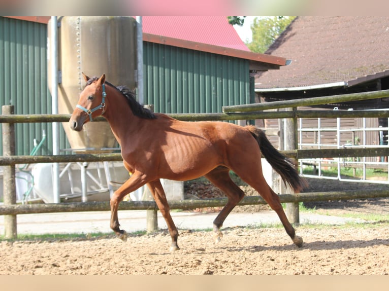 Hannoveriano Caballo castrado 1 año 172 cm Castaño in Deinste