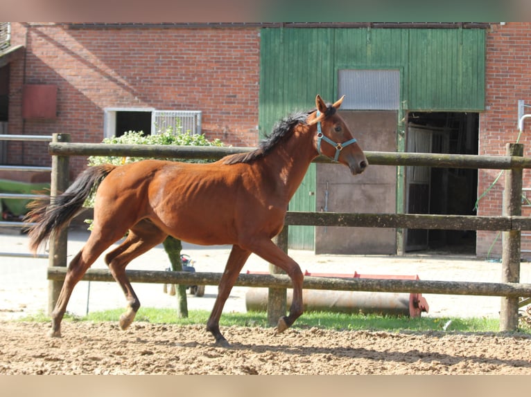 Hannoveriano Caballo castrado 1 año 172 cm Castaño in Deinste