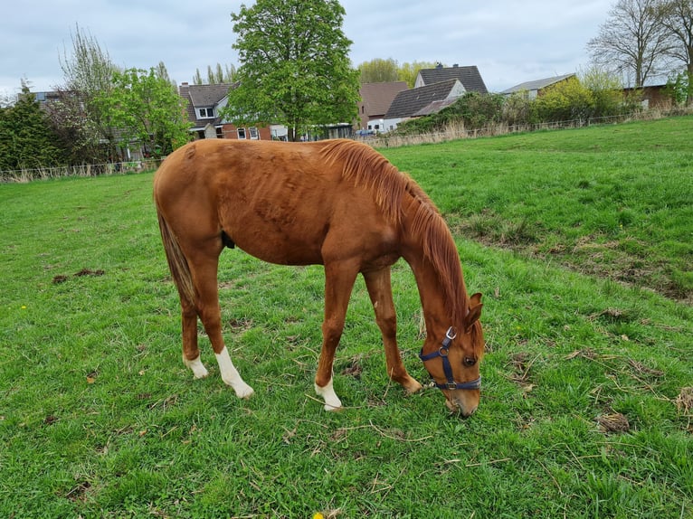 Hannoveriano Caballo castrado 1 año Alazán-tostado in Misselwarden