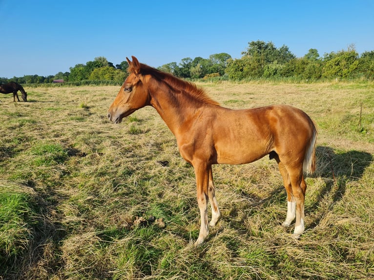 Hannoveriano Caballo castrado 1 año Alazán-tostado in Misselwarden