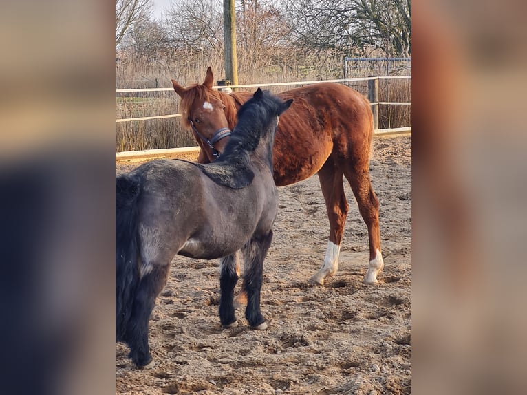 Hannoveriano Caballo castrado 1 año Alazán-tostado in Misselwarden