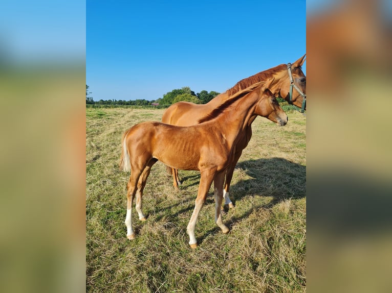 Hannoveriano Caballo castrado 1 año Alazán-tostado in Misselwarden