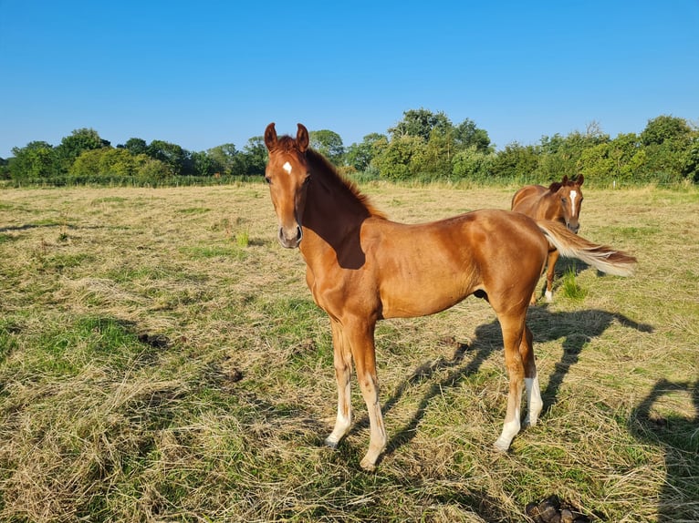 Hannoveriano Caballo castrado 1 año Alazán-tostado in Misselwarden