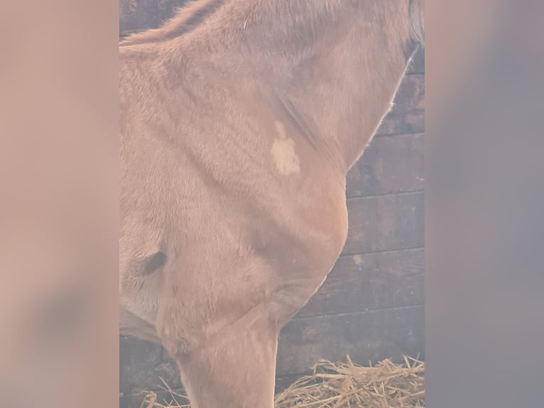 Hannoveriano Caballo castrado 1 año Alazán-tostado in Misselwarden