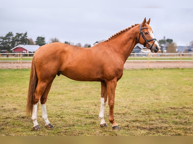 Hannoveriano Mestizo Caballo castrado 1 año Castaño in Josvainiai