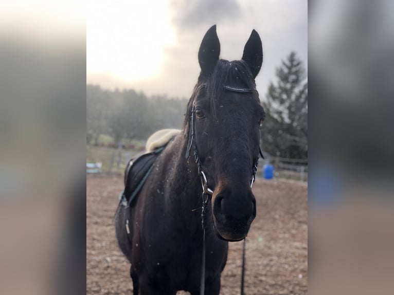 Hannoveriano Mestizo Caballo castrado 20 años 162 cm Morcillo in Grafenhausen
