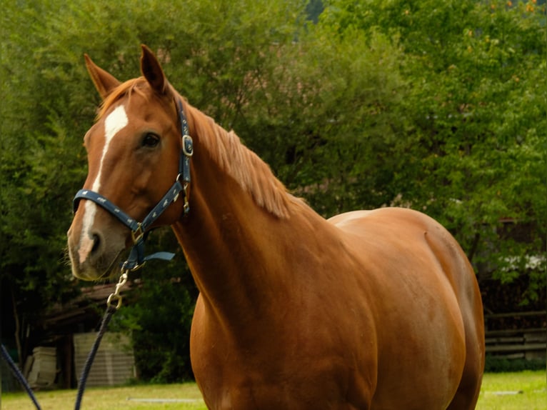 Hannoveriano Caballo castrado 20 años 165 cm Alazán in Imst Hannoveriano Caballo castrado 20 años 165 cm Alazán in Imst