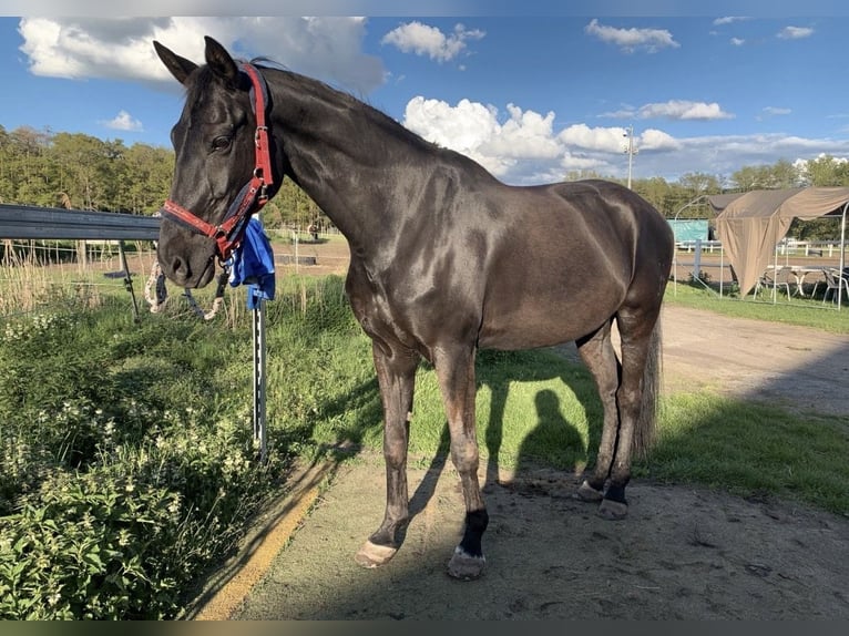 Hannoveriano Caballo castrado 20 años 165 cm Negro in Kitzingen