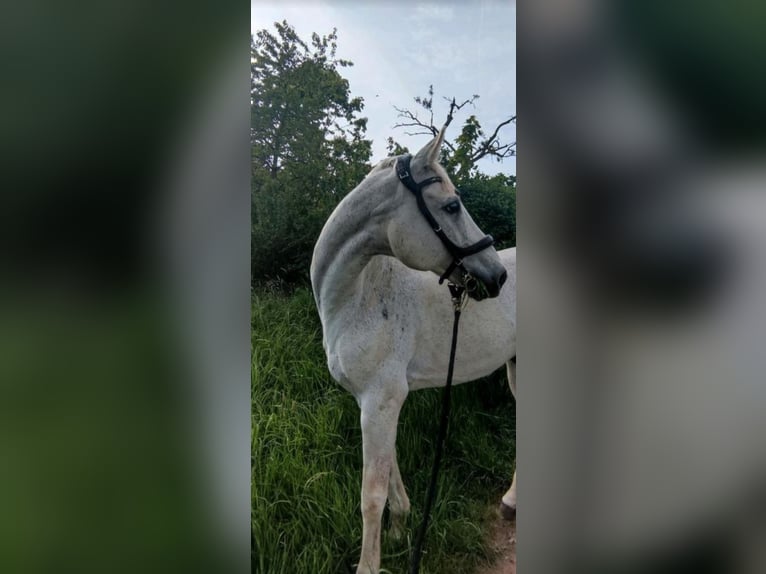 Hannoveriano Caballo castrado 20 años 165 cm Tordo picazo in Marburg