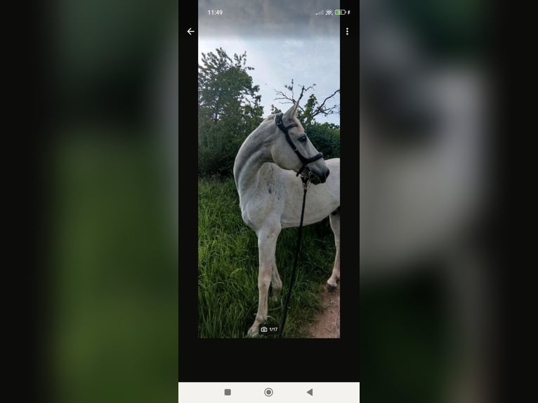 Hannoveriano Caballo castrado 20 años 165 cm Tordo picazo in Marburg