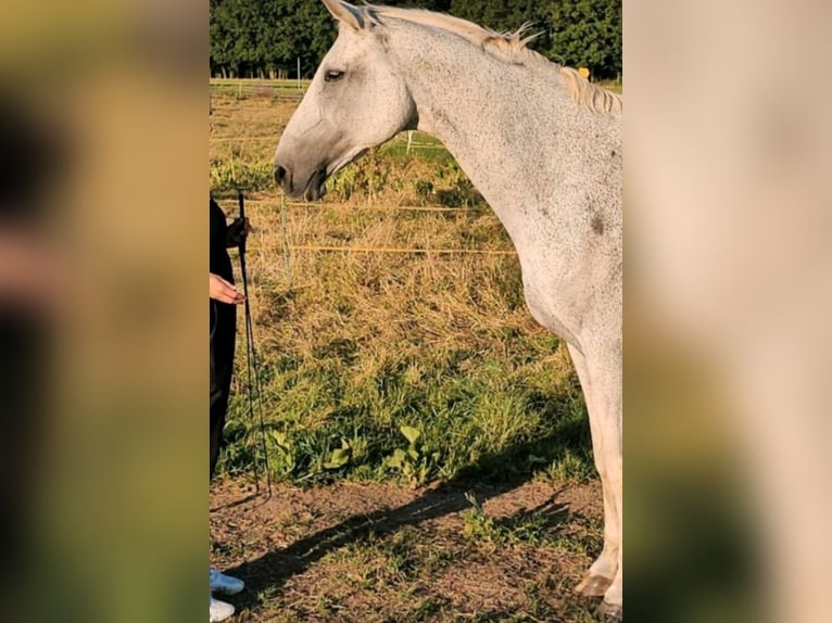 Hannoveriano Caballo castrado 20 años 165 cm Tordo picazo in Marburg