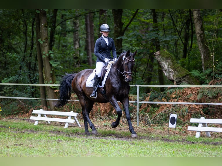 Hannoveriano Caballo castrado 20 años 168 cm Castaño oscuro in DetmoldDetmold