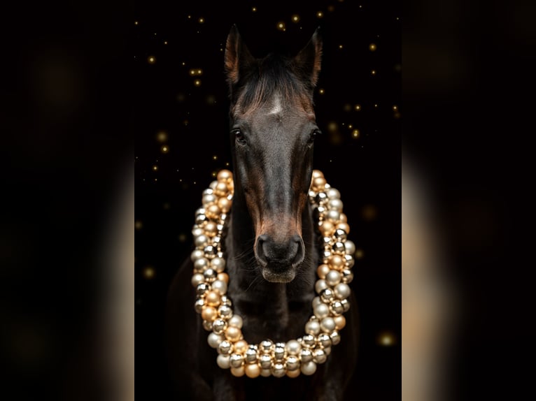 Hannoveriano Caballo castrado 20 años 168 cm Castaño oscuro in DetmoldDetmold