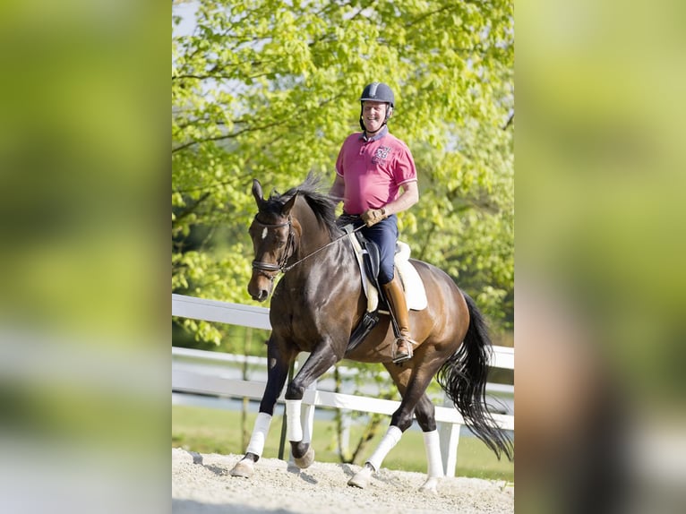 Hannoveriano Caballo castrado 20 años 172 cm Castaño oscuro in Ampflwang