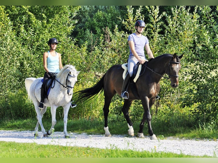 Hannoveriano Caballo castrado 20 años 172 cm Castaño oscuro in Ampflwang