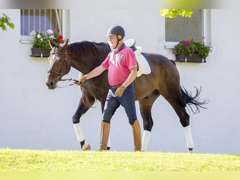 Hannoveriano Caballo castrado 20 años 172 cm Castaño oscuro in Ampflwang