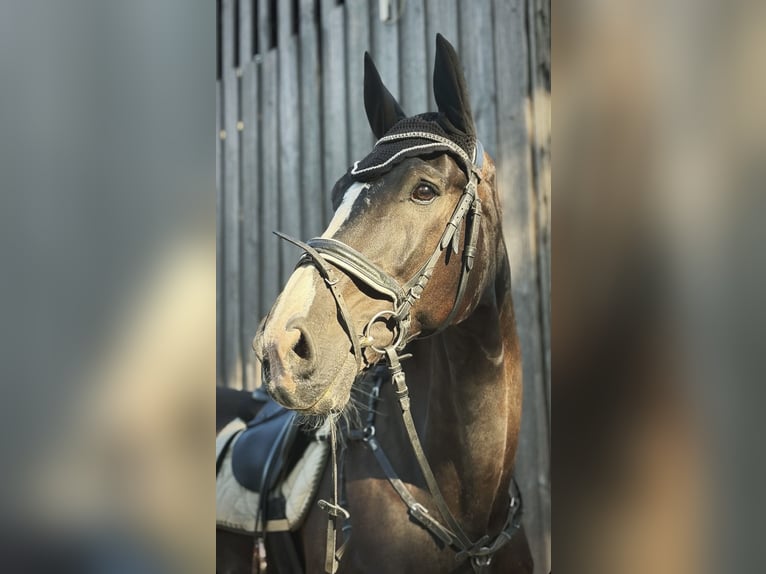 Hannoveriano Caballo castrado 20 años 177 cm Negro in Neustadt an der Weinstraße