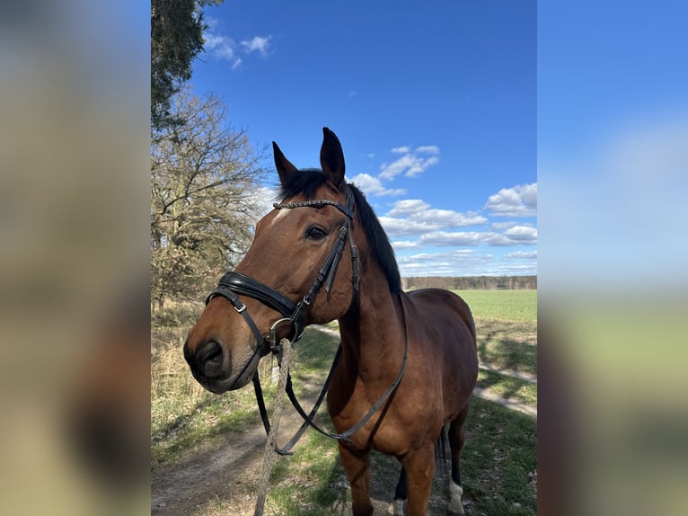 Hannoveriano Caballo castrado 21 años 170 cm Castaño in Haldensleben