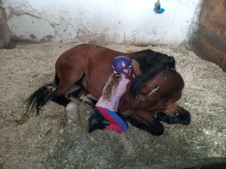 Hannoveriano Caballo castrado 21 años 177 cm Castaño in Bernsbacherns Hannoveriano Caballo castrado 21 años 177 cm Castaño in Bernsbacherns