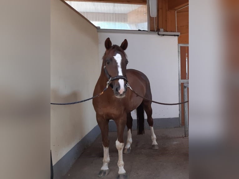 Hannoveriano Caballo castrado 21 años Alazán-tostado in Bad Feilnbach