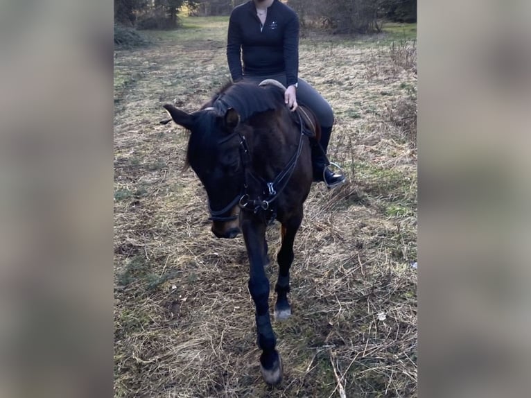 Hannoveriano Caballo castrado 22 años 163 cm Castaño in Hohenstein-Ernstthal
