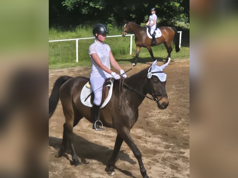 Hannoveriano Caballo castrado 22 años 163 cm Castaño in Hohenstein-Ernstthal