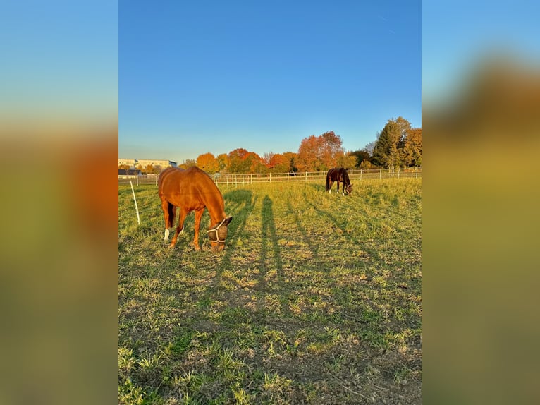 Hannoveriano Caballo castrado 22 años 168 cm Alazán in Biberach an der Riß
