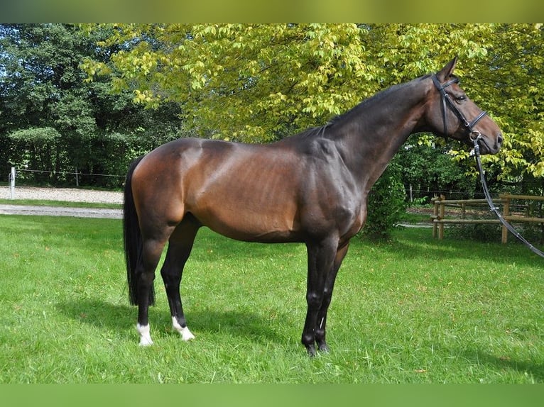 Hannoveriano Caballo castrado 22 años 172 cm Castaño oscuro in Ampflwang