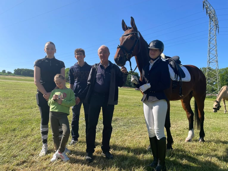 Hannoveriano Caballo castrado 22 años 177 cm Castaño in Bernsbacherns